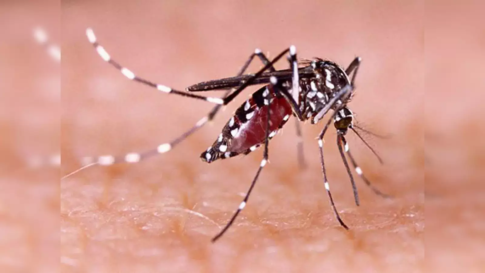 The Anti-mosquito Guide for Children